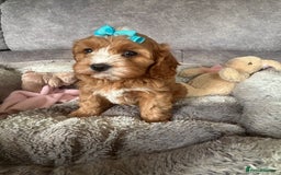 Cavapoo dogs for sale: Beautiful F1 Health Tested Red Cavapoo Puppies  - Image 9
