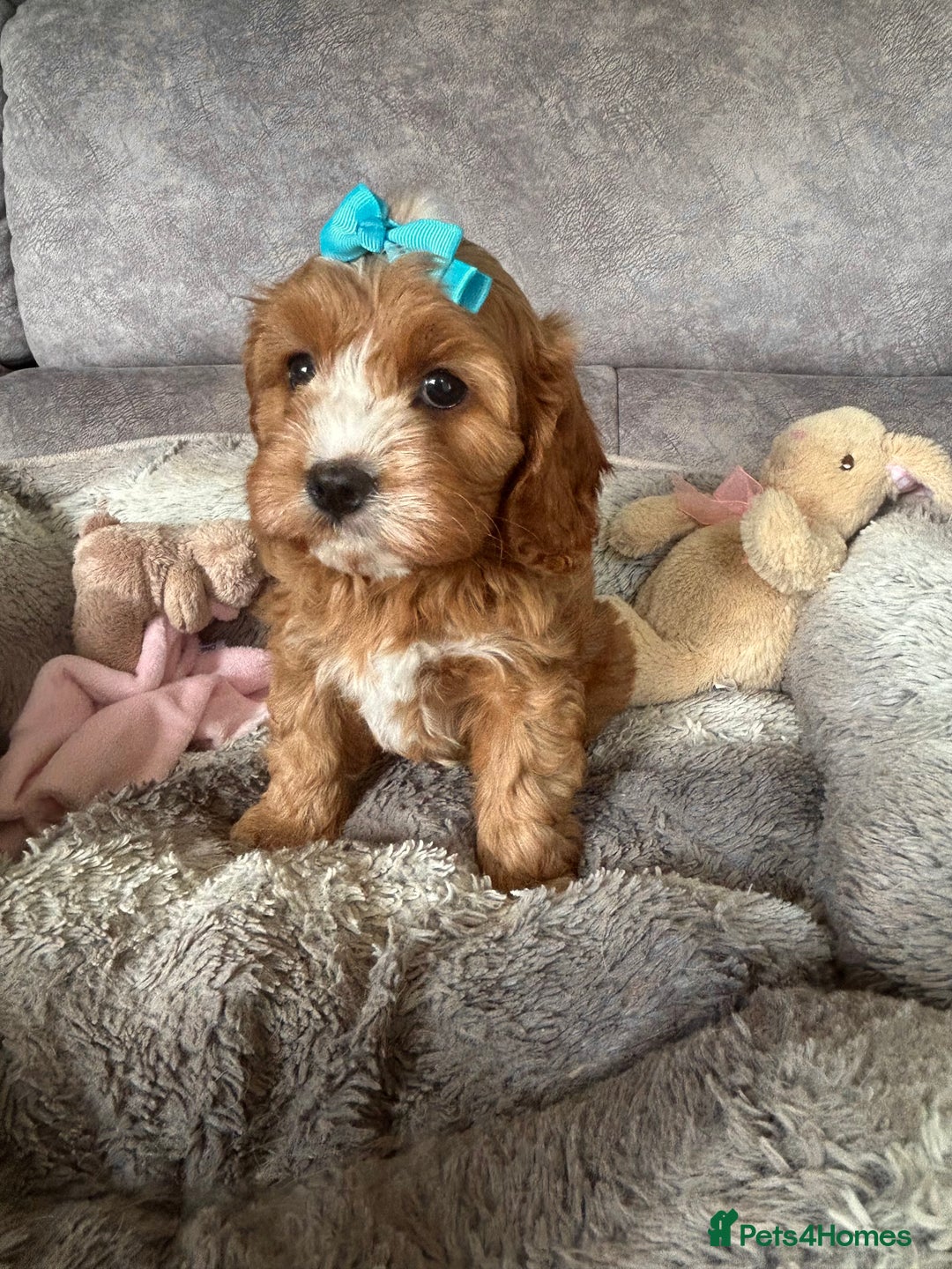 Cavapoo dogs for sale: Beautiful F1 Health Tested Red Cavapoo Puppies  - Image 9