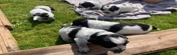 Cocker Spaniel dogs for sale: Pedigree Roan Cocker Spaniel puppies - 3 boys left - Advert 15