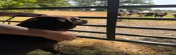 Labrador Retriever dogs for sale: Quality KC Reg Chocolate Labrador Retriever Adult - Advert 7