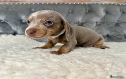 Miniature Dachshund dogs for sale: Miniature Dachshund Puppies ONE LEFT - Image 19