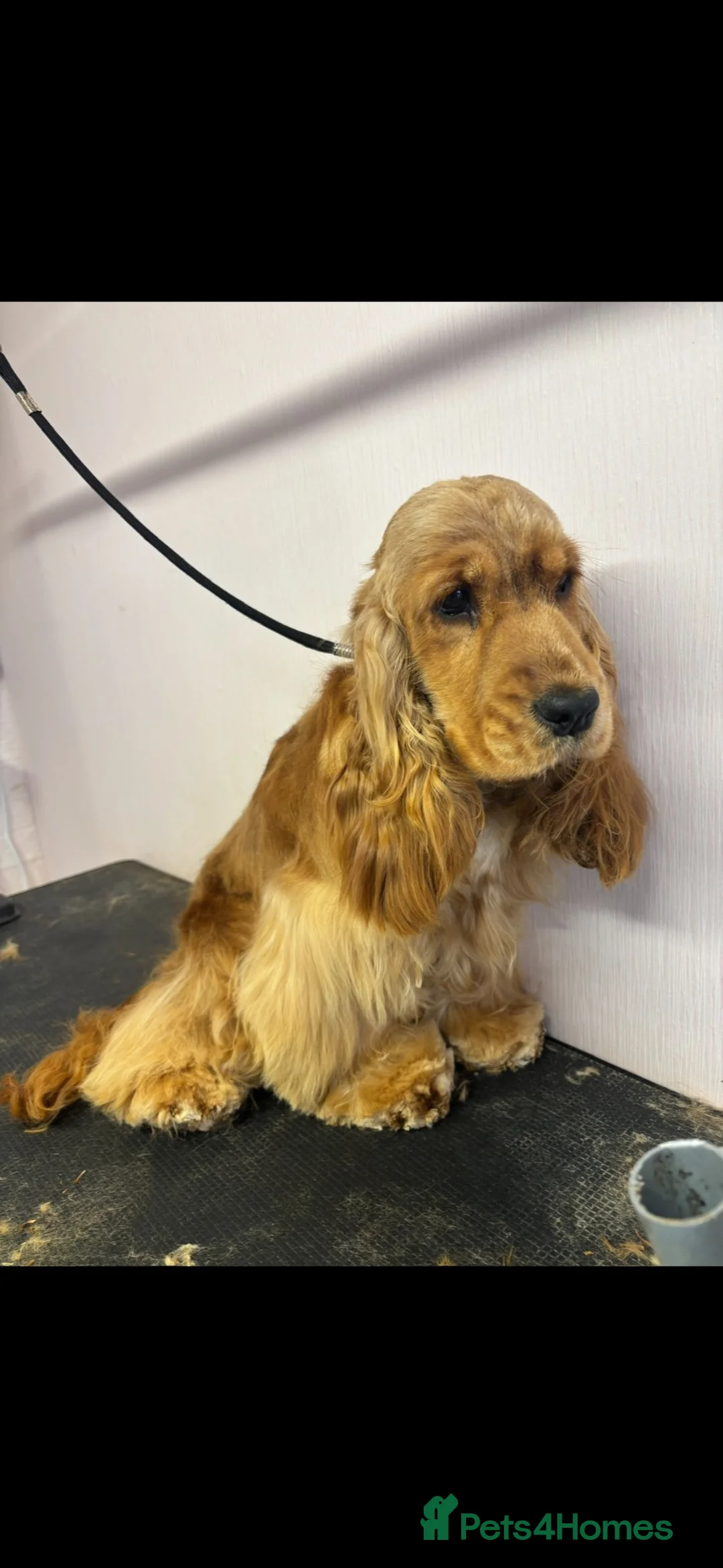 Cocker Spaniel dogs for sale: Sable cocker spaniel puppies ready to leave - Advert 2