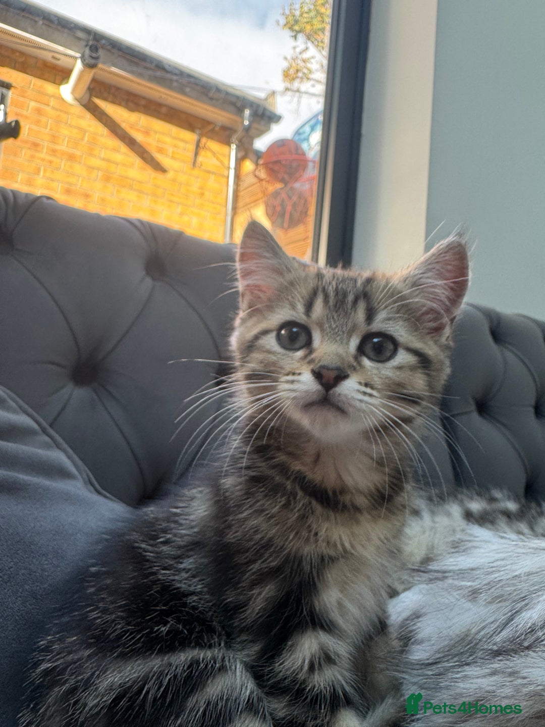 Mixed Breed cats for sale: Tabby and Persian mixed breed kitten  - Image 2