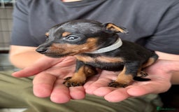 Miniature Pinscher dogs for sale: Miniature Pincher Puppies  - Image 20