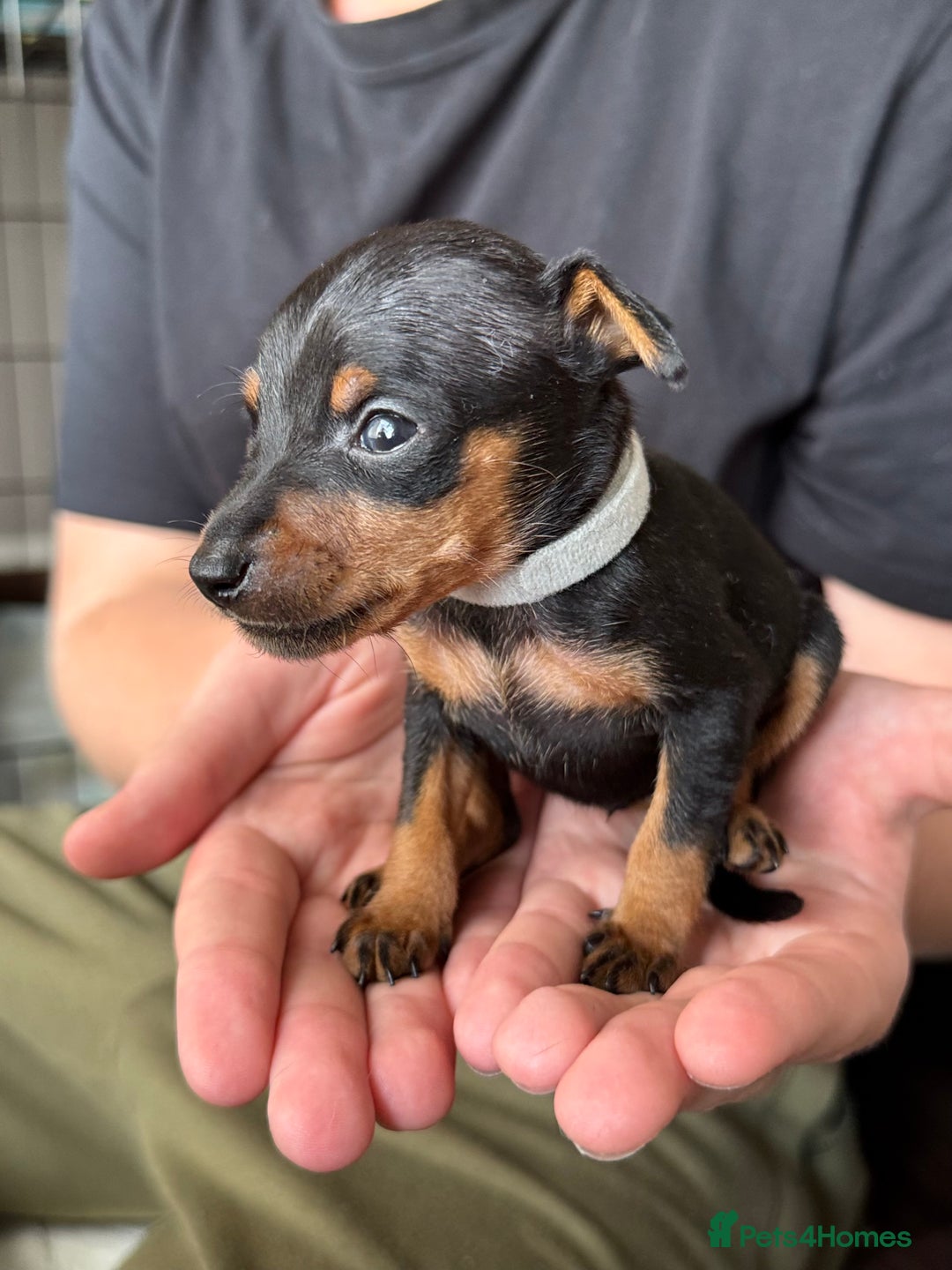 Miniature Pinscher dogs for sale: Miniature Pincher Puppies  - Image 20
