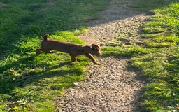Patterdale Terrier dogs for sale: 3 patterdale terrier pups of working lines  - Image 6