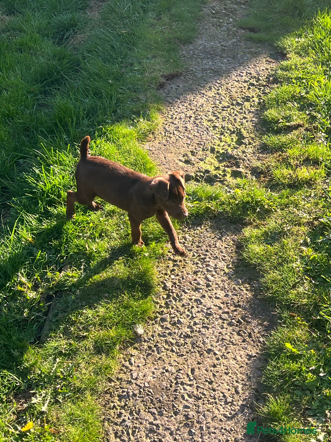 Patterdale Terrier dogs for sale: 3 patterdale terrier pups of working lines  - Image 6