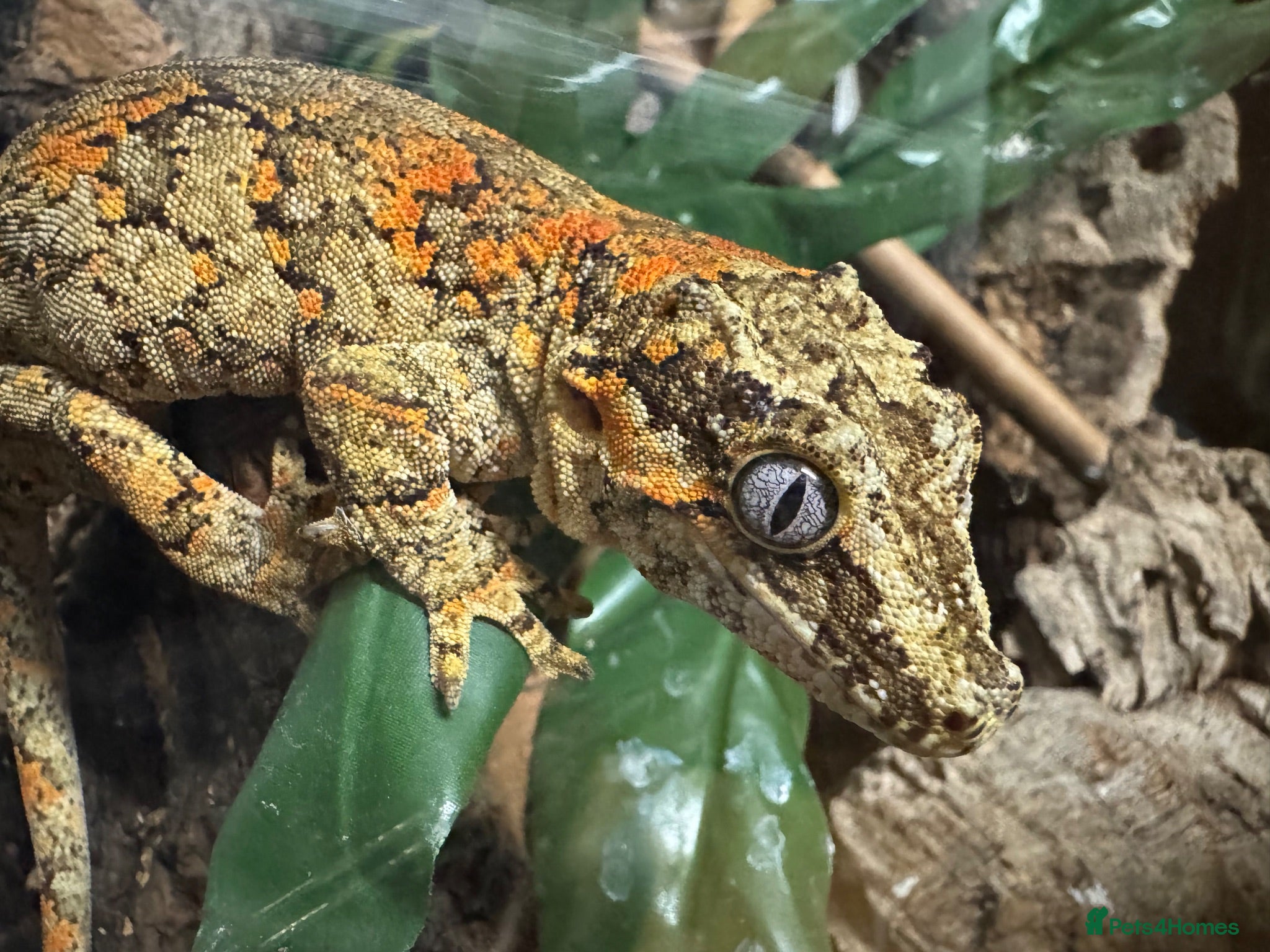 Gecko reptiles Gargoyle Gecko - Advert 1