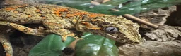 Gecko reptiles for sale: Gargoyle Gecko - Advert 1