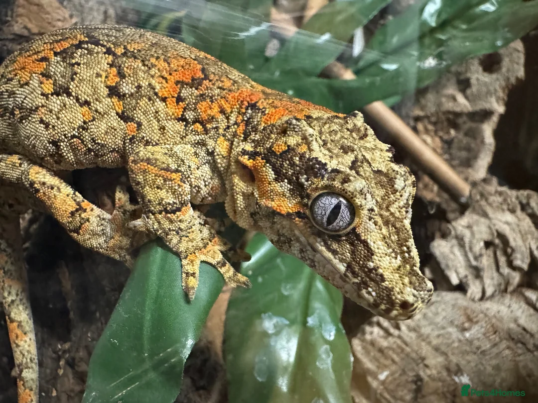 Gecko reptiles for sale: Gargoyle Gecko - Advert 1