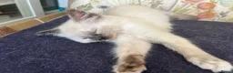 Ragdoll cats for sale: Gorgeous Ragdoll Kittens - Advert 11