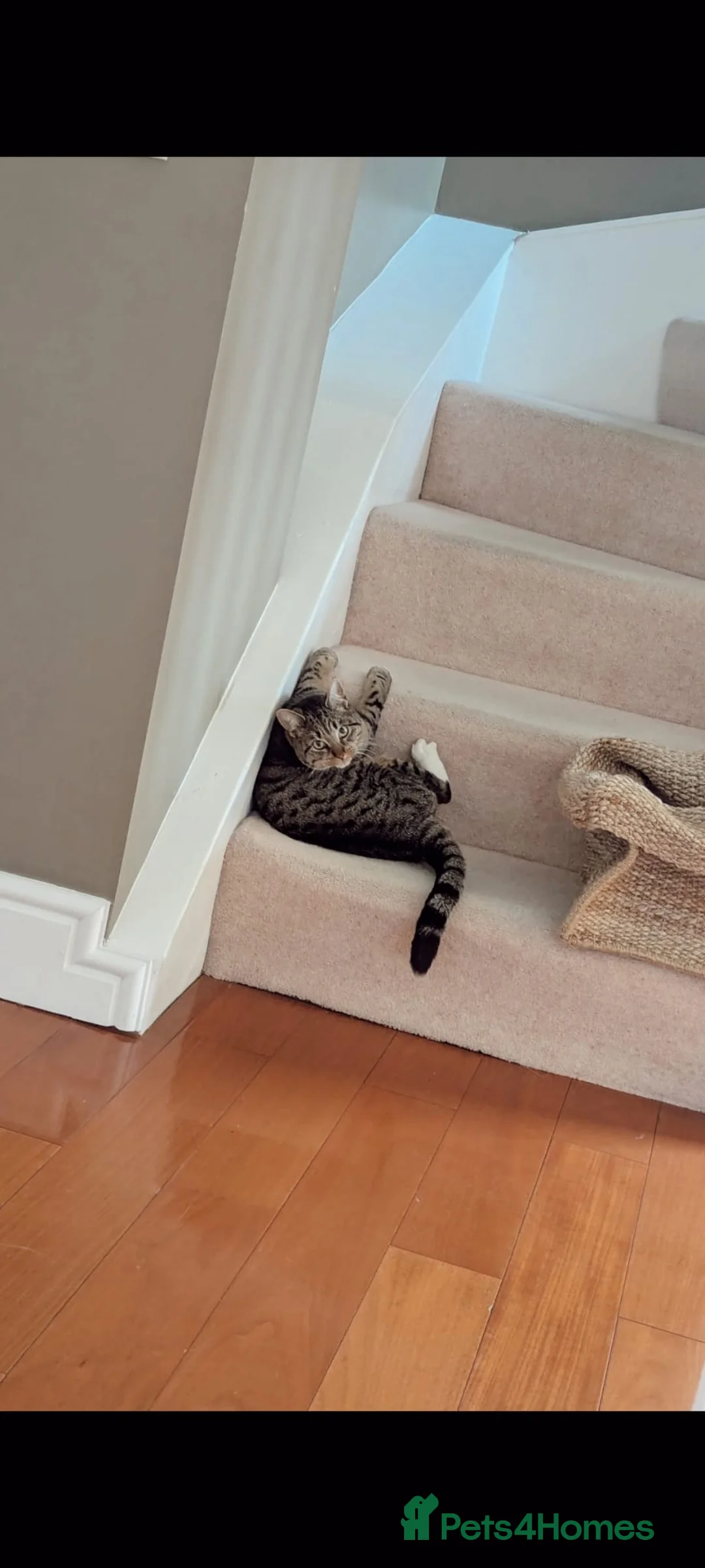 Mixed Breed cats for sale: russian blue/tabby girl, called Peaches. - Advert 2