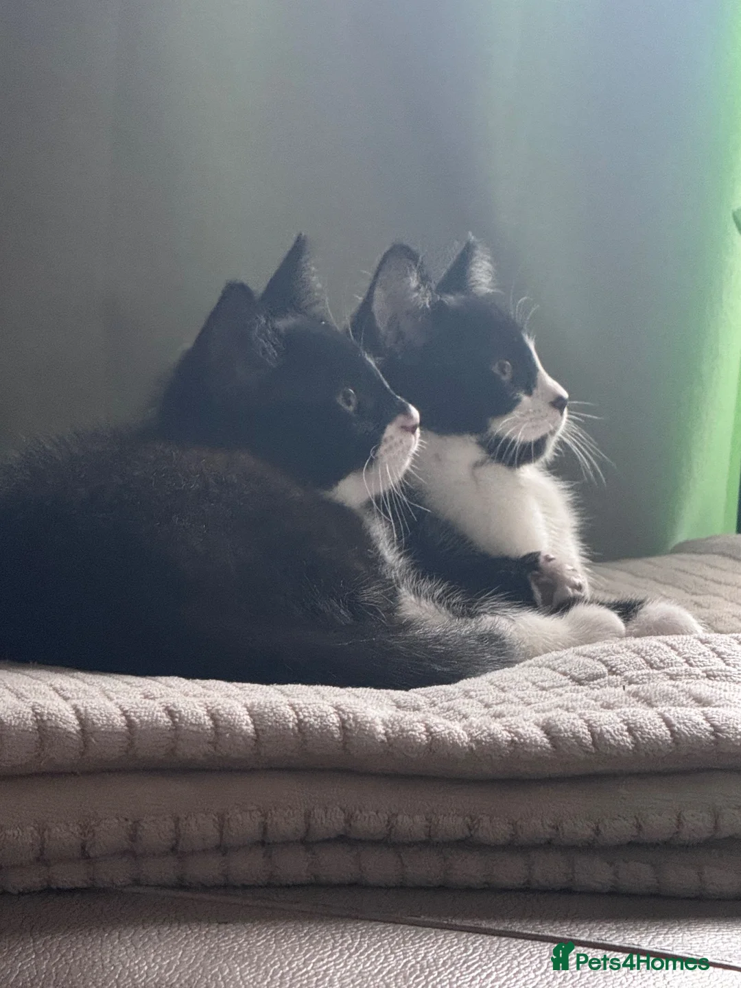 Mixed Breed cats for sale: Two female cat  in Hull - Advert 2