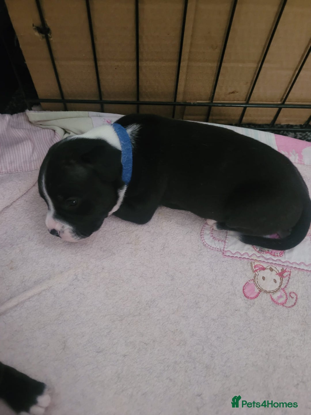 Staffordshire Bull Terrier dogs for sale: Full Staffordshire Bull Terrior puppies for sale - Image 13