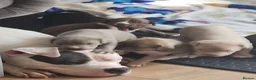 Mixed Breed dogs for sale: Cane corso x American bully puppies - Advert 10