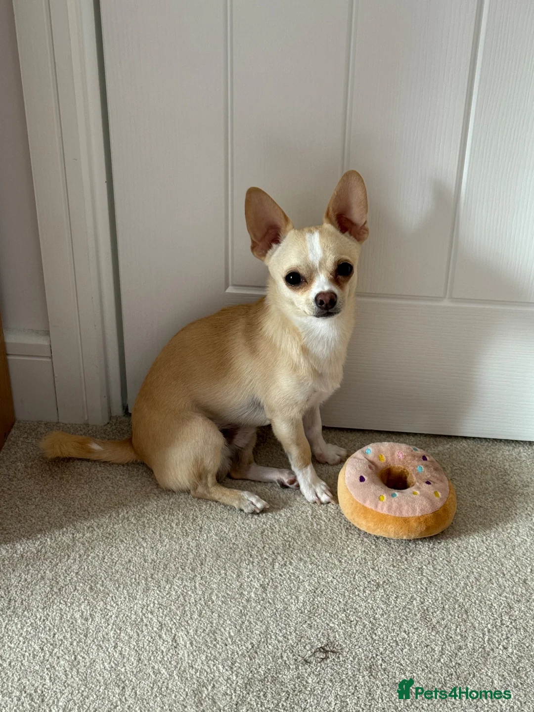 Pomchi dogs for sale: READ ADVERT! Beautiful cream Pomchi boy  - Advert 4