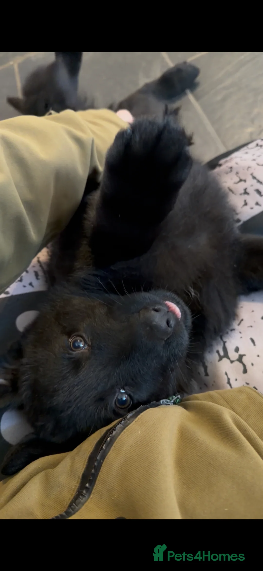 German Shepherd dogs for sale: Black German shepherd girl  - Advert 1