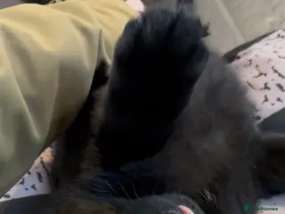 German Shepherd dogs Black German shepherd girl - Advert 1