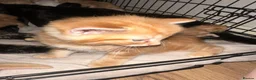 Mixed Breed cats for sale: Baby’s need a new loving home  - Advert 21