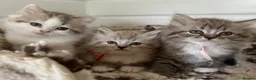 RagaMuffin cats for sale: Beautiful Authentic RagaMuffins  - Advert 1