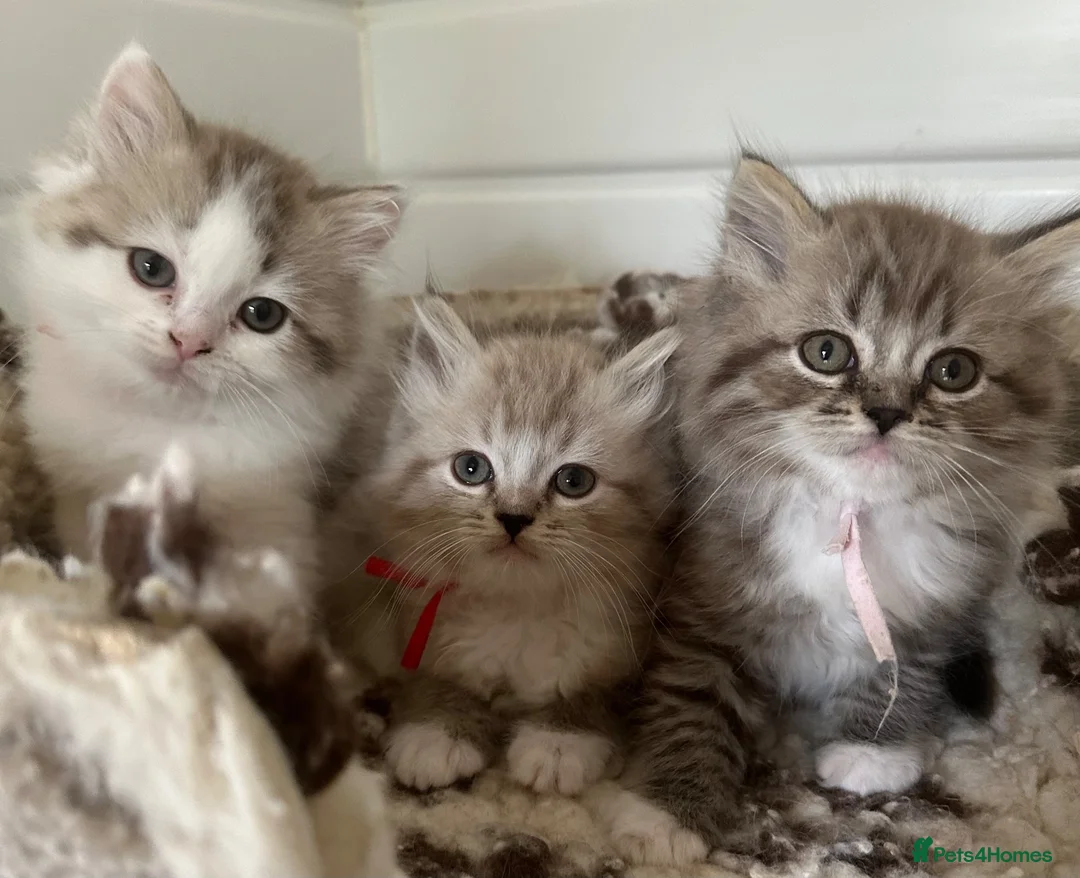 RagaMuffin cats for sale: Beautiful Authentic RagaMuffins  - Advert 1