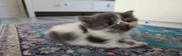 Mixed Breed cats for sale: Adorable Mixed Kittens Ready for Loving Homes - Advert 23