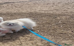 Pomeranian dogs for stud: Russian white stud (Monti muffins) - Image 5