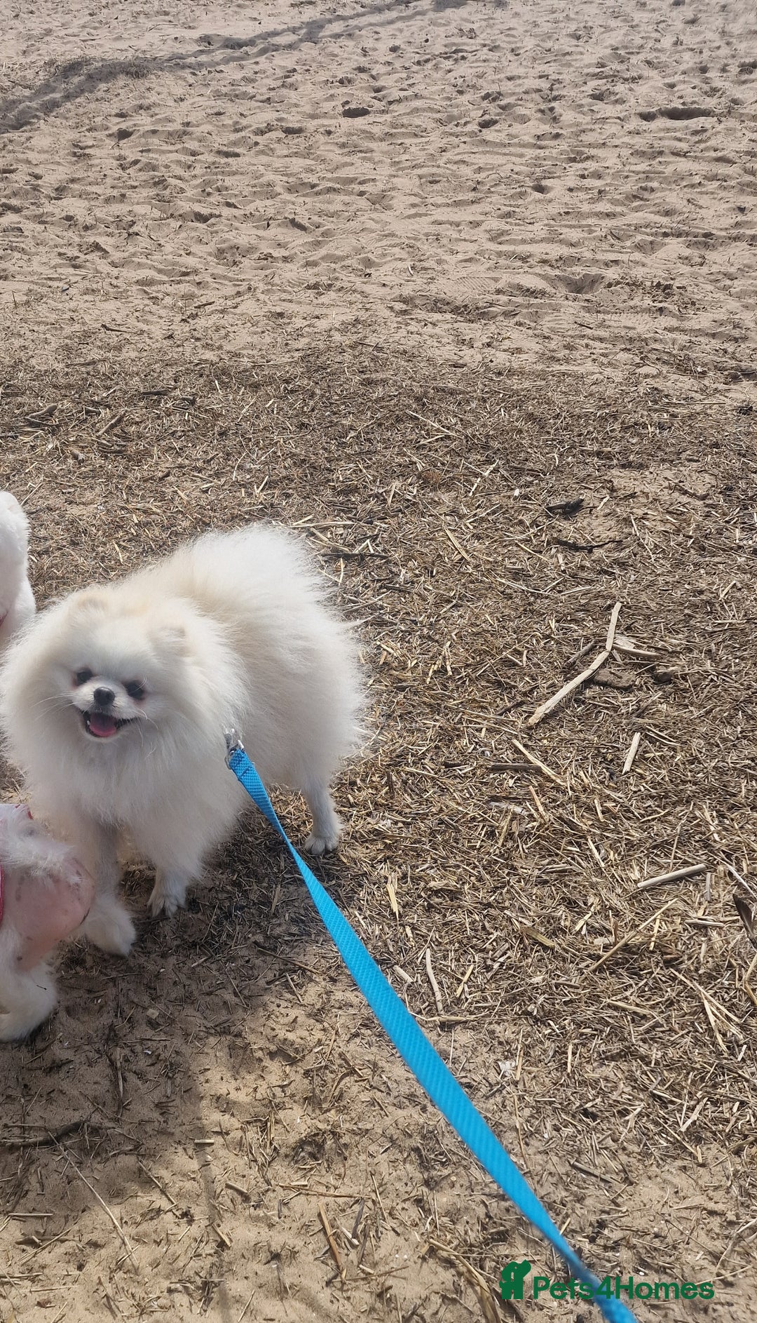 Pomeranian dogs for stud: Russian white stud (Monti muffins) - Image 5