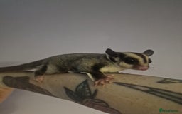 Sugar Glider rodents for sale: Mosaic Male Joey and classic joey - Image 6