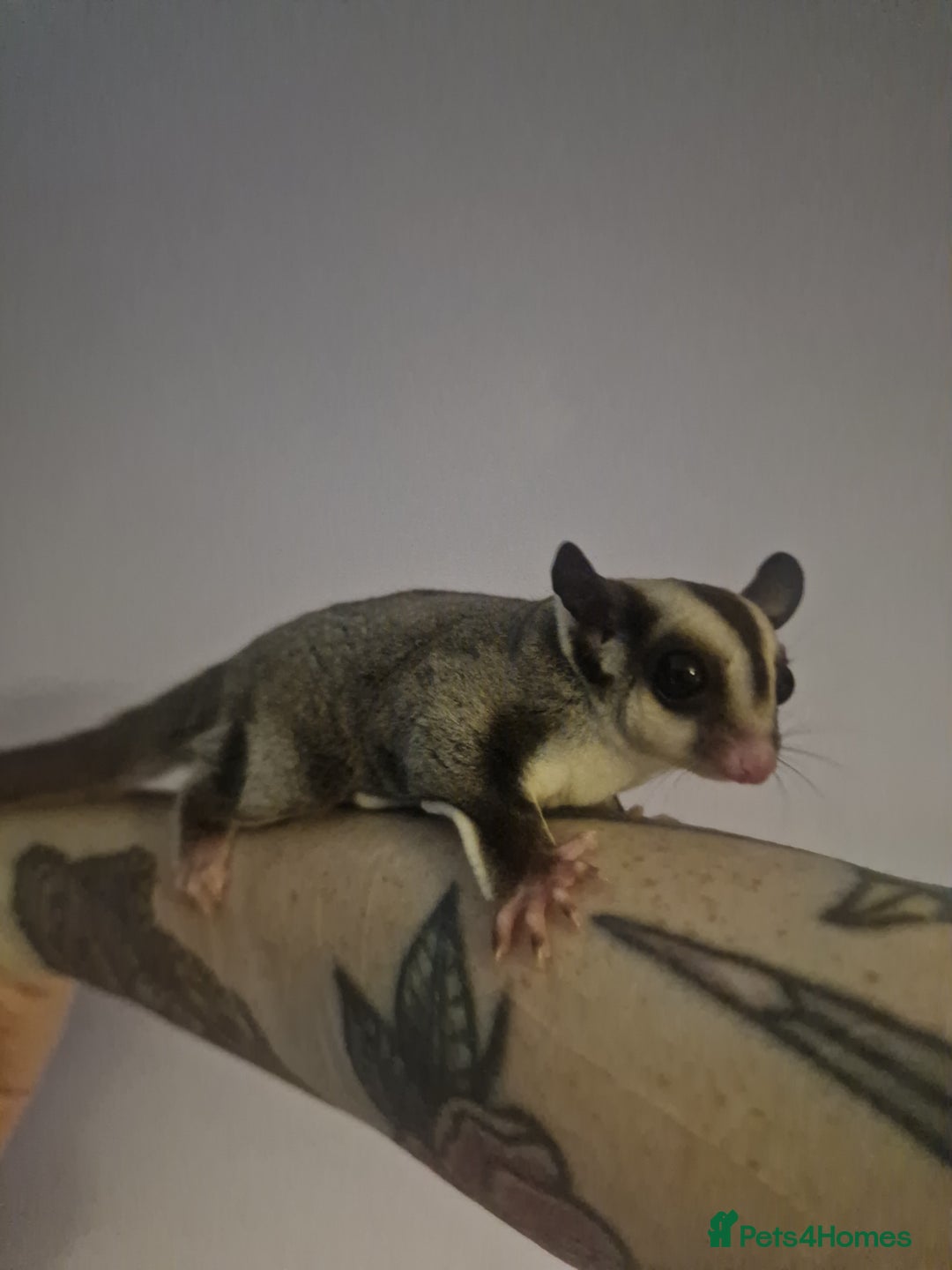Sugar Glider rodents for sale: Mosaic Male Joey and classic joey - Image 6