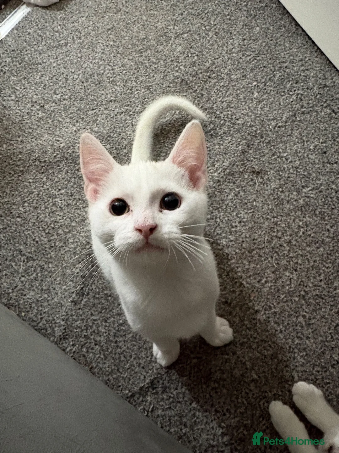 British Shorthair cats for sale:  Boy and girl kitten  in Huntingdon - Advert 16