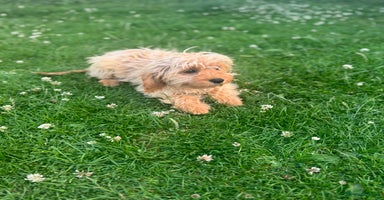 Cavapoo dogs in Leicester - Advert 4