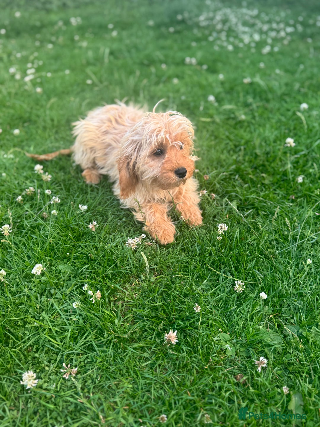 Cavapoo dogs for sale: 2 LEFT *due to time wasters*🐶 in Leicester - Image 2