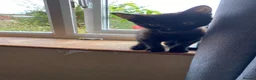 Mixed Breed cats for sale: Last little black boy  - Advert 2