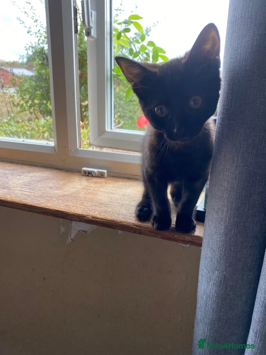 Mixed Breed cats for sale: Last little black boy  - Advert 2