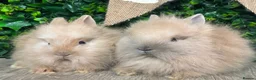 Lionhead rabbits for sale: BEAUTIFUL FRIENDLY BABY LIONHEAD BUNNIES  - Advert 13