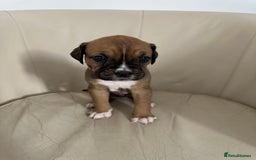 Mixed Breed dogs for sale: Cane Corso/boxer X Dogue de Bordeaux  - Image 12