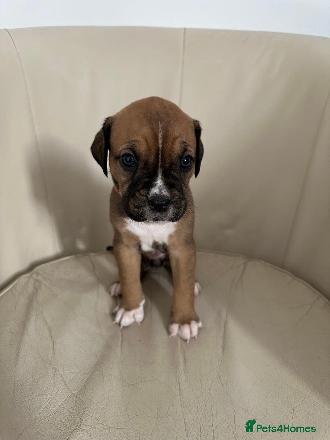 Mixed Breed dogs for sale: Cane Corso/boxer X Dogue de Bordeaux  - Image 12