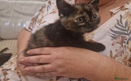 Mixed Breed cats for sale: One beautiful kitten - Image 5