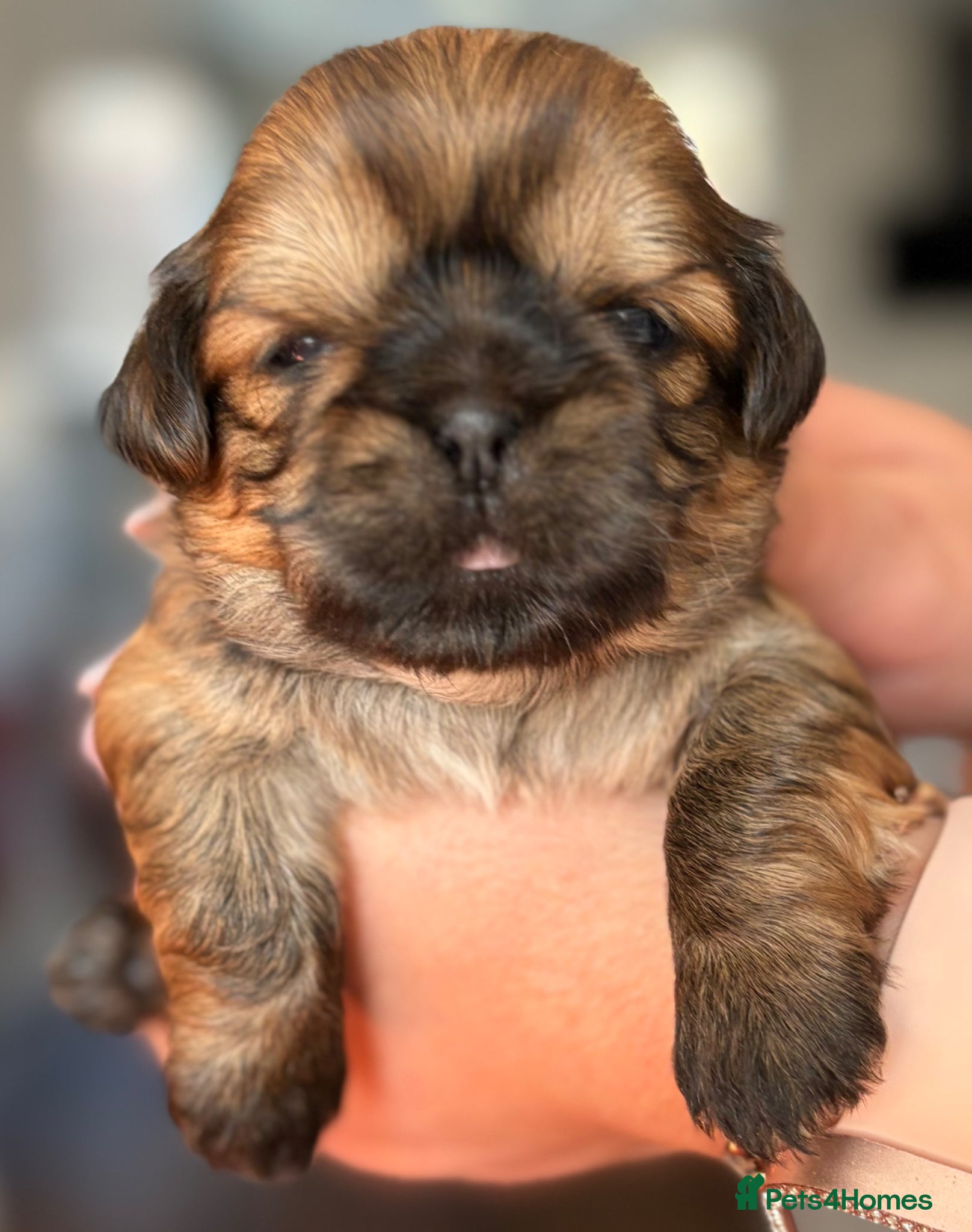 Shih Tzu dogs Shih Tzu  - Advert 14