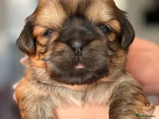 Shih Tzu dogs Shih Tzu - Advert 14