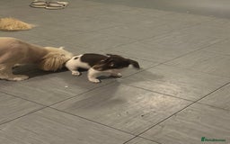 Mixed Breed dogs for sale: Shih Tzu-pomeranian - Image 14