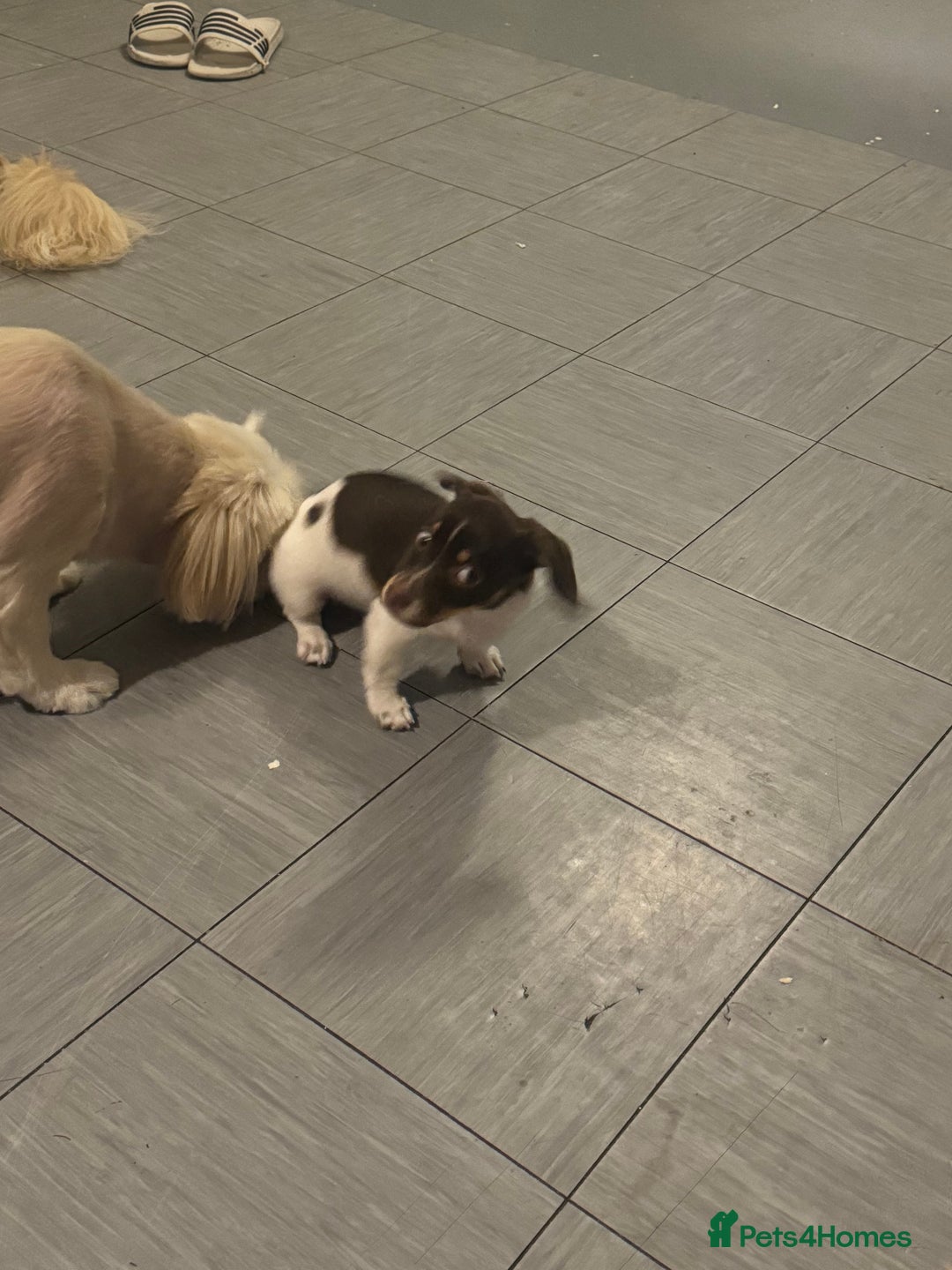 Mixed Breed dogs for sale: Shih Tzu-pomeranian - Image 14