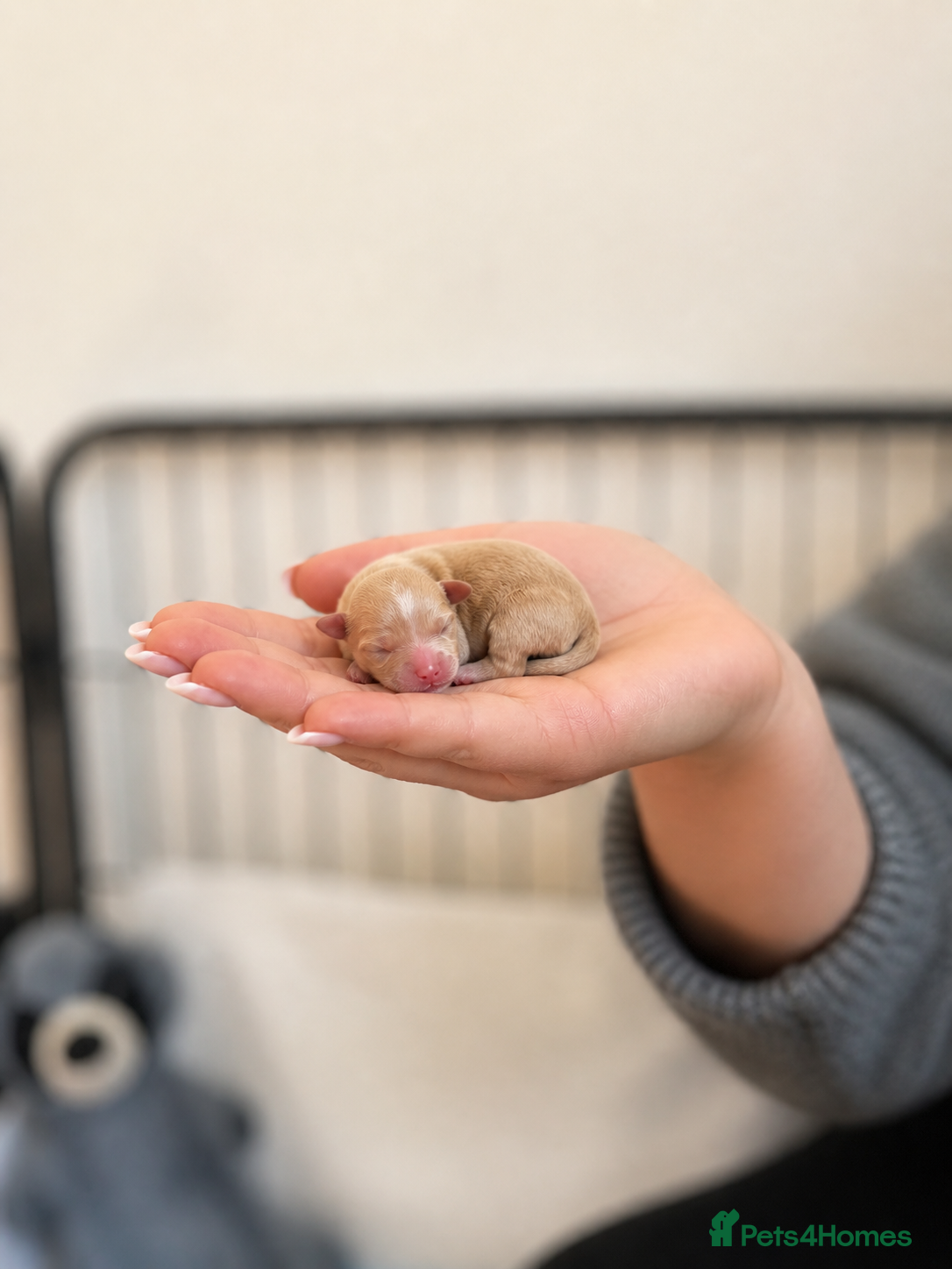 Maltipoo dogs Tiny F1B Maltipoo Puppies – Ready June 29th - Advert 2