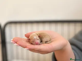 Maltipoo dogs RARE Tiny ** F1B Maltipoo Puppies – Ready June - Advert 1