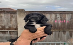 Cocker Spaniel dogs for sale: Working cocker spaniel puppies - Image 8