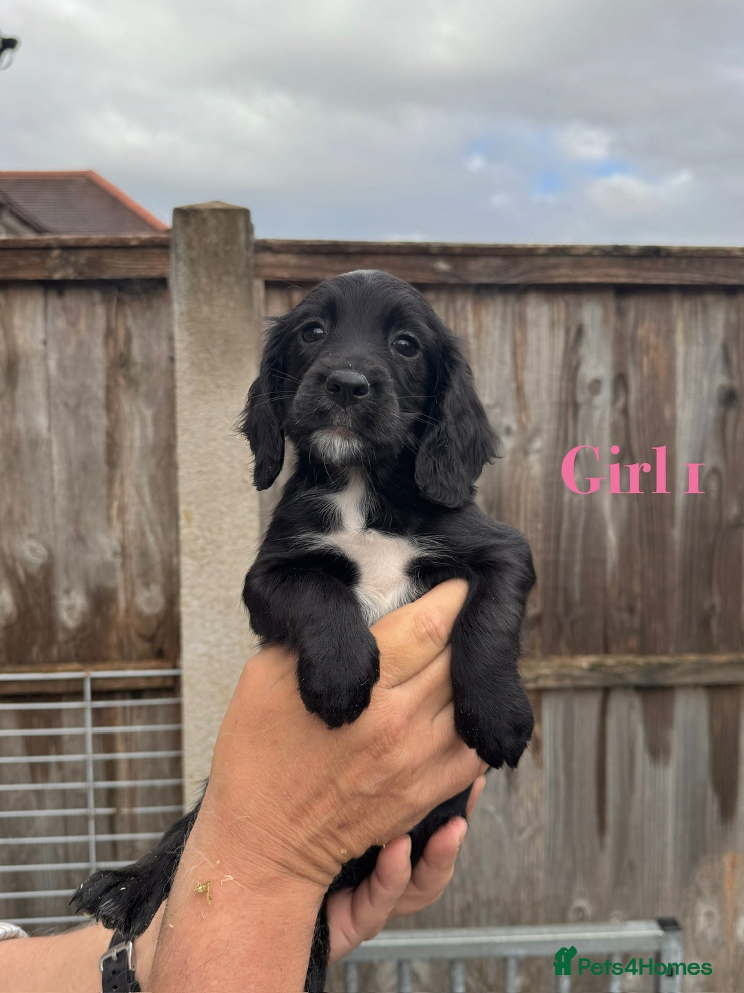 Cocker Spaniel dogs for sale: Working cocker spaniel puppies - Image 8