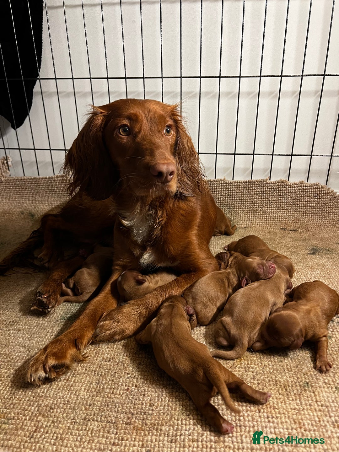 Cocker Spaniel dogs for sale: 🧡 Waiting List OPEN! 🧡 Fox Red WCS - Image 8
