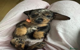 Dachshund dogs for sale: 8 dachshund puppies  - Image 10