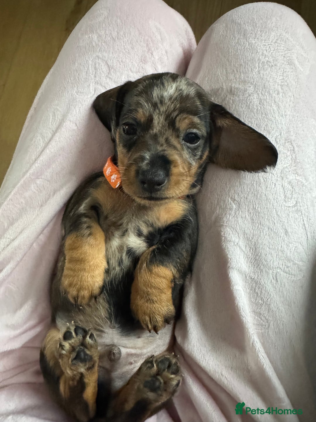 Dachshund dogs for sale: 8 dachshund puppies  - Image 10